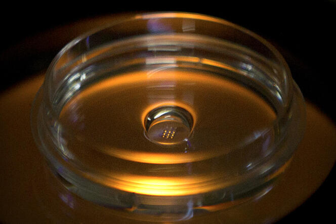 Un embryon humain génétiquement modifié, au laboratoire de Shenzhen (Chine), le 9 octobre.