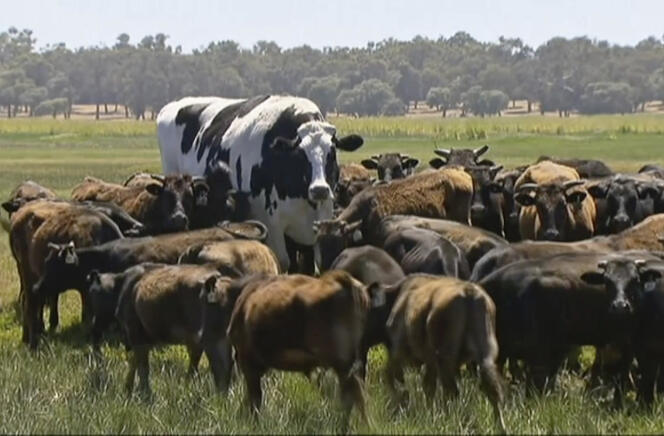 Knickers accompagnant un troupeau de vaches wagyu.