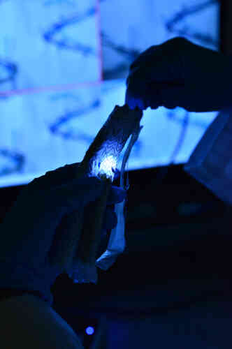 Une étude sous microscope optique numérique, utilisant une source de lumière à l’intérieur de l’explant, permet de détecter des micro-trous par transillumination.