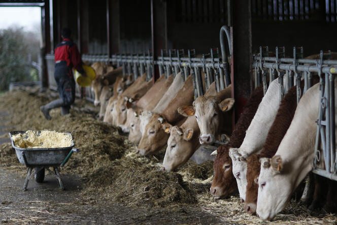 Un élevage bovin en Loire-Atlantique, en février 2016.