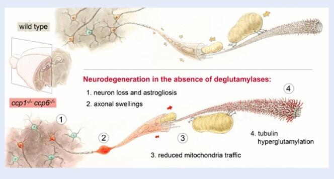 L’accumulation excessive de polyglutamylation conduit à la dégénérescence de divers neurones dans le cerveau de souris et perturbe le transport axonal.