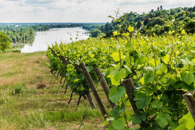 L’appellation muscadet compte environ 400 vignerons.