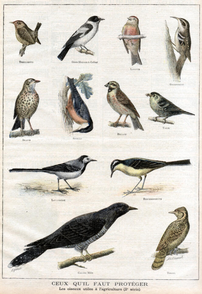 Les oiseaux utiles à l'agriculture qu'il faut protéger. Illustration de Clément pour « Le petit Journal illustré » (1897).