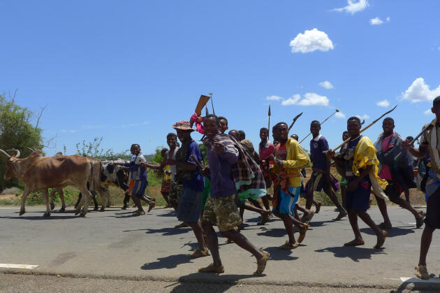 Une milice ramène dans un village du sud de Madagascar des zébus dérobés la veille par des bandits de grands chemins.