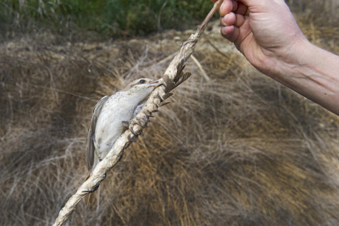 Une pie-grièche écorcheur prise dans un piège à colle, à Chypre.