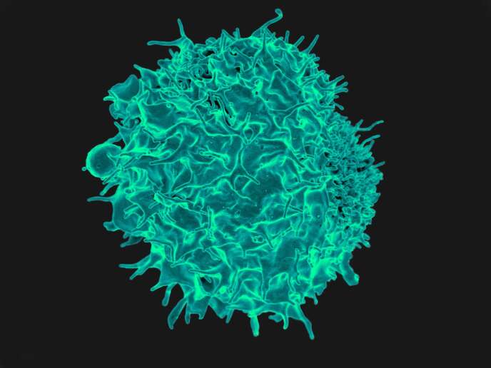 Lymphocyte T, cellule impliquée dans la réponse immunitaire suscitée par l’immunothérapie du cancer.