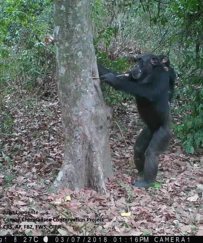 Un chimpanzé aspire l’eau coincée dans un arbre, dans le parc national de la Comoé (Côte d’Ivoire), le 3 juillet.