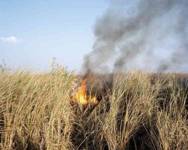 Aujourd’hui, les Arabes des marais, ou Maadans, tentent de survivre grâce à l’agriculture. Ici, la culture sur brûlis.