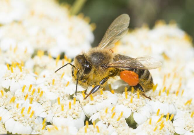 Abeille mellifère (Apis mellifera) récoltant le pollen de l'achillée millefeuilles.