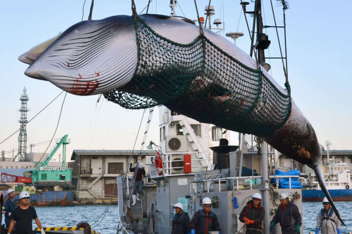 Une baleine capturée en septembre 2017 par des pêcheurs japonais et débarquée dans le port de Kushiro, dans le nord de l’île d’Hokkaido.