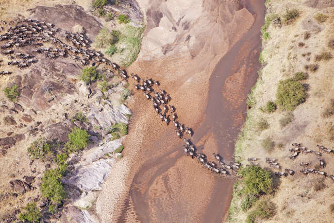 La migration des gnous à queue noire au Kenya peut rassembler jusqu’à 1,5 million de têtes.