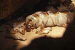 La reine termite, beaucoup plus grosse que ses congénères, peut vivre jusqu’à 40 ans.