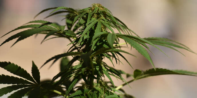 Un plant de marijuana à Vancouver, au Canada, pays qui autorise déjà le cannabis thérapeutique.