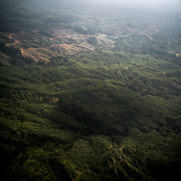 La forêt abrite une centaine d’espèces animales, dont plusieurs dizaines sont endémiques  à Bornéo. Les photos qui accompagne ce reportage sont inédites. Elles ont été réalisées par les photojournalistes Isabelle Ricq et Christian Tochtermann, sont extraites d’un projet de livre (sortie prévue en 2019) en mémoire à l’activiste écologiste suisse Bruno Manser, disparu au Sarawak en 2000.
