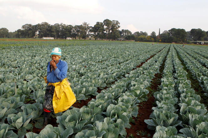 Une travailleuse agricole sud-africaine à Eikenhof, au sud de Johannesburg, en avril 2012.
