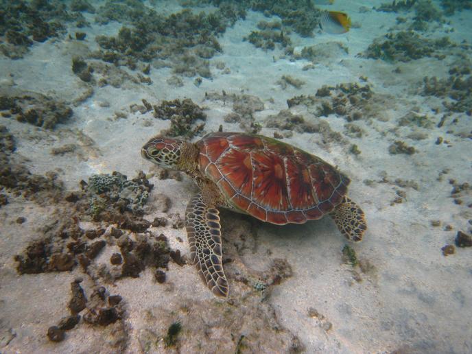 Biodiversité La Faune Française Décline Massivement
