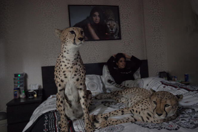 Une Koweïtienne, allongée dans son lit sous les couvertures, accompagnée d’un couple de guépards, le 30 janvier 2017.