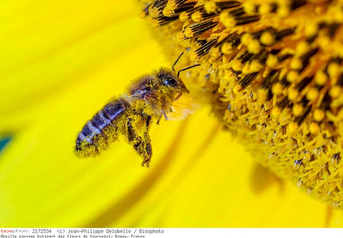 Arnaud Montebourg Fait Son Miel Du Declin Des Abeilles