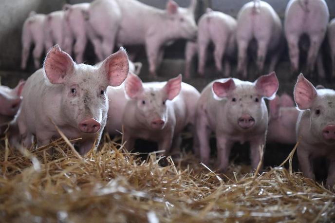 In a pig farm, in Plélo (Côtes d'Armor), in December 2017.