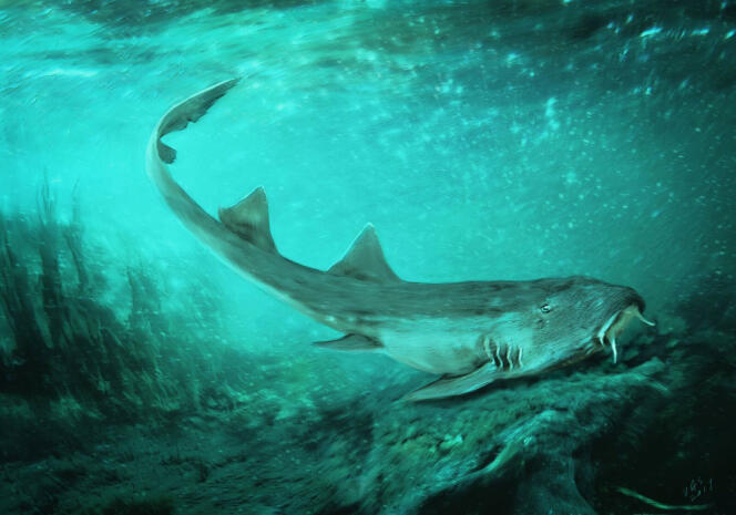 Illustration du requin préhistorique Galagadon norsquistae.