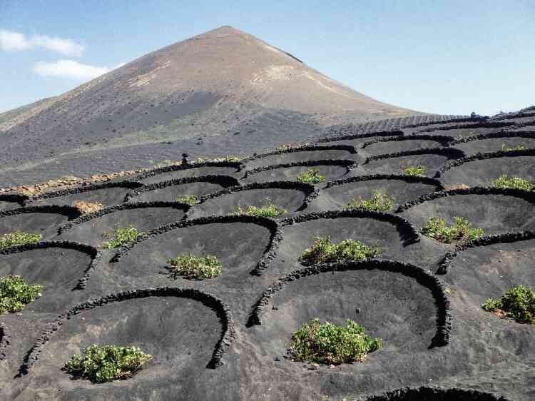 « Murets de roche volcanique dans les vignobles de la Geria, à Lanzarote, dans l’archipel des Canaries. »