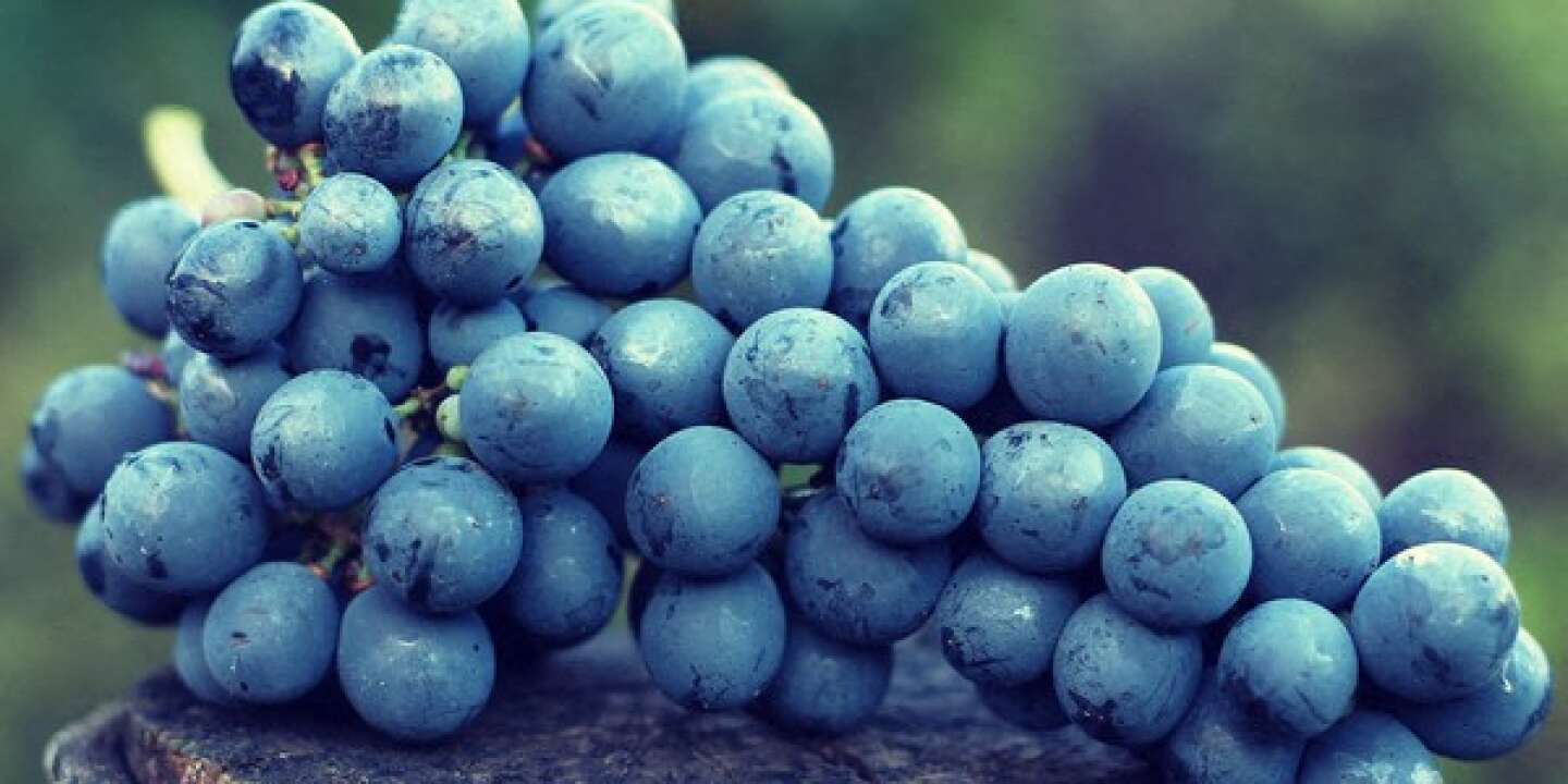 Marmande et Duras, des terroirs viticoles qui s’épanouissent à l’ombre de Bordeaux