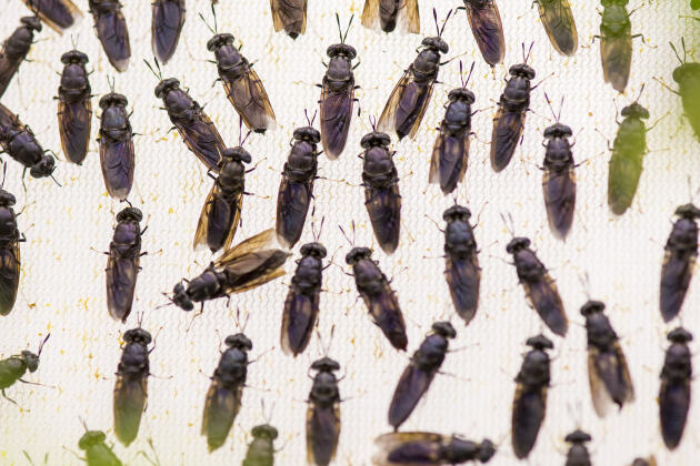Dans les sous-sols du laboratoire, des mouches soldat noires sont élevées dans le vivarium de l’institut, à Tours, le 24 janvier.