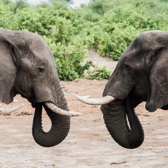Eléphants dans la région du delta de l’Okavango, au Botswana.