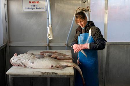Préparation de la vente de cabillaud à Quiberville (Seine-Maritime).