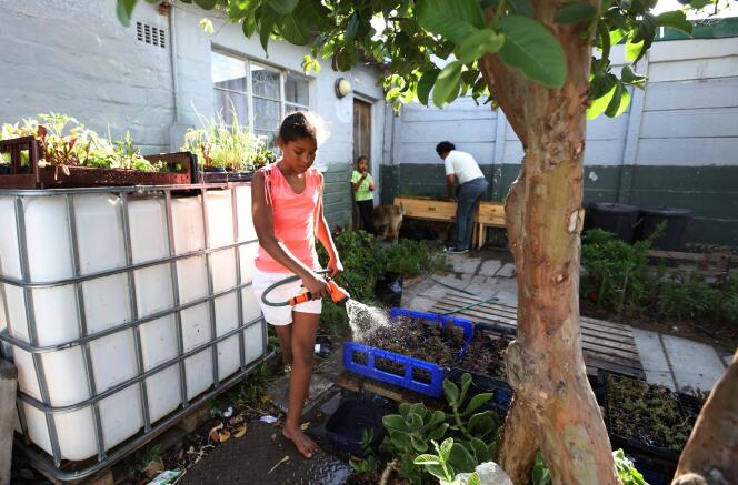 Des habitants du township de Hanover Park, au Cap, font pousser des légumes dans des caissons en bois.