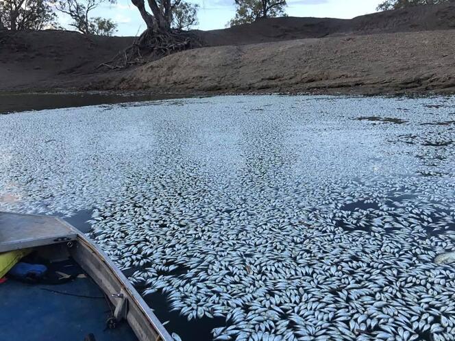 Des centaines de milliers de cadavres de poissons jonchaient la rivière Darling, dans le sud de l’Australie, le 29 janvier.
