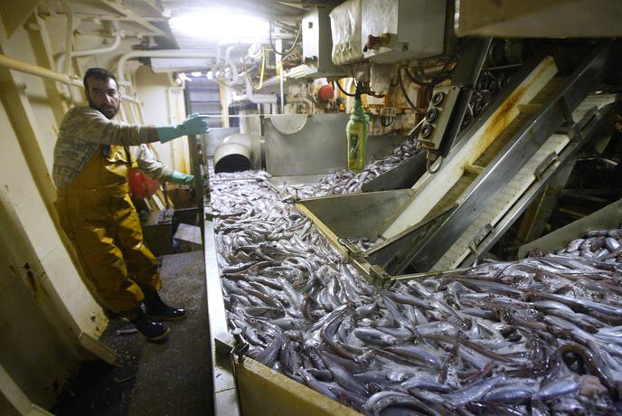 Travail dans l’usine de production du chalutier industriel « Joseph-Roty II », en janvier 2004 en mer d’Ecosse.