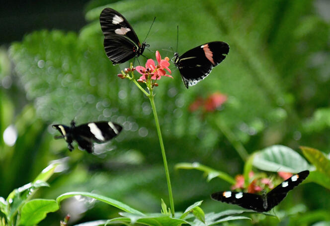 Le nombre d’espèces de papillons a chuté de 58 % sur les terres cultivées en Angleterre entre 2000 et 2009.