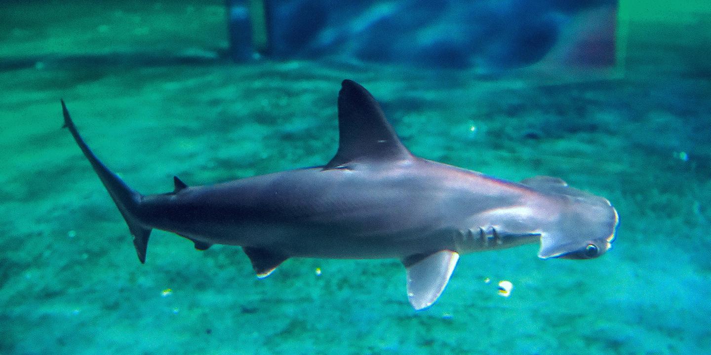 Hecatombe Chez Les Requins Marteaux De Nausicaa