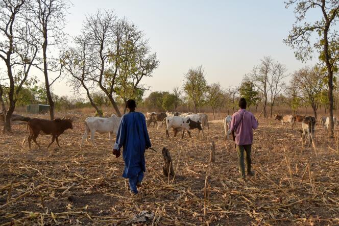 Des éleveurs peuls à Bouna, à quelques kilomètres du Parc national de la Comoé, en Côte d’Ivoire, le 22 janvier 2019.