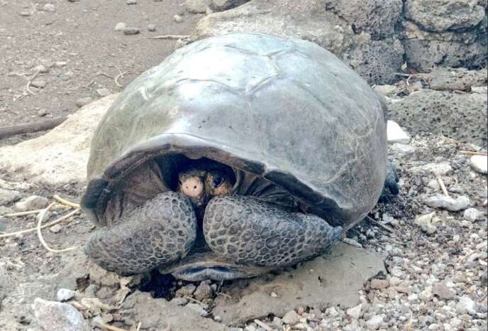 La tortue Chelonoidis Phantasticus, découverte sur l’île Fernandina.