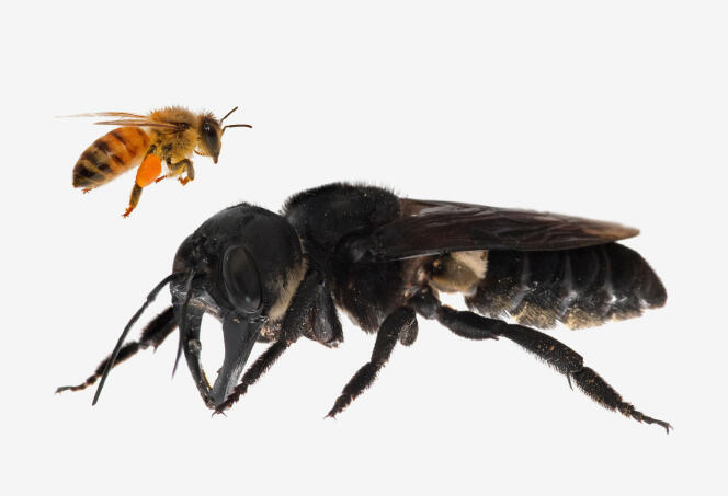 Image composite montrant un comparatif entre une abeille à miel et un specimen de « Megachile pluto ».