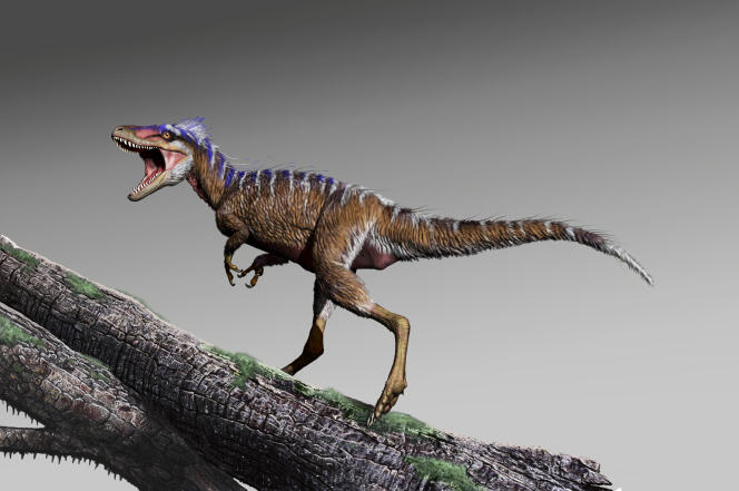 Reconstitution du « Moros intrepidus », un  « mini-tyrannosaure » dont les fossiles ont été découverts dans l’Utah, aux Etats-Unis.