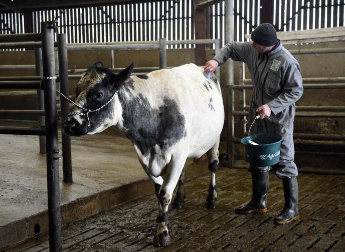 Gilles Druet sa vache Imminence, égérie du 56e Salon international de l’agriculture, dans la ferme de l’éleveur, à Saint-Aubin, dans le nord de la France.
