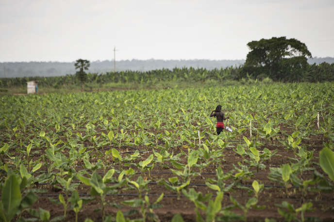 Une plantation de bananiers près de Caxito, en Angola, le 14 novembre 2018.