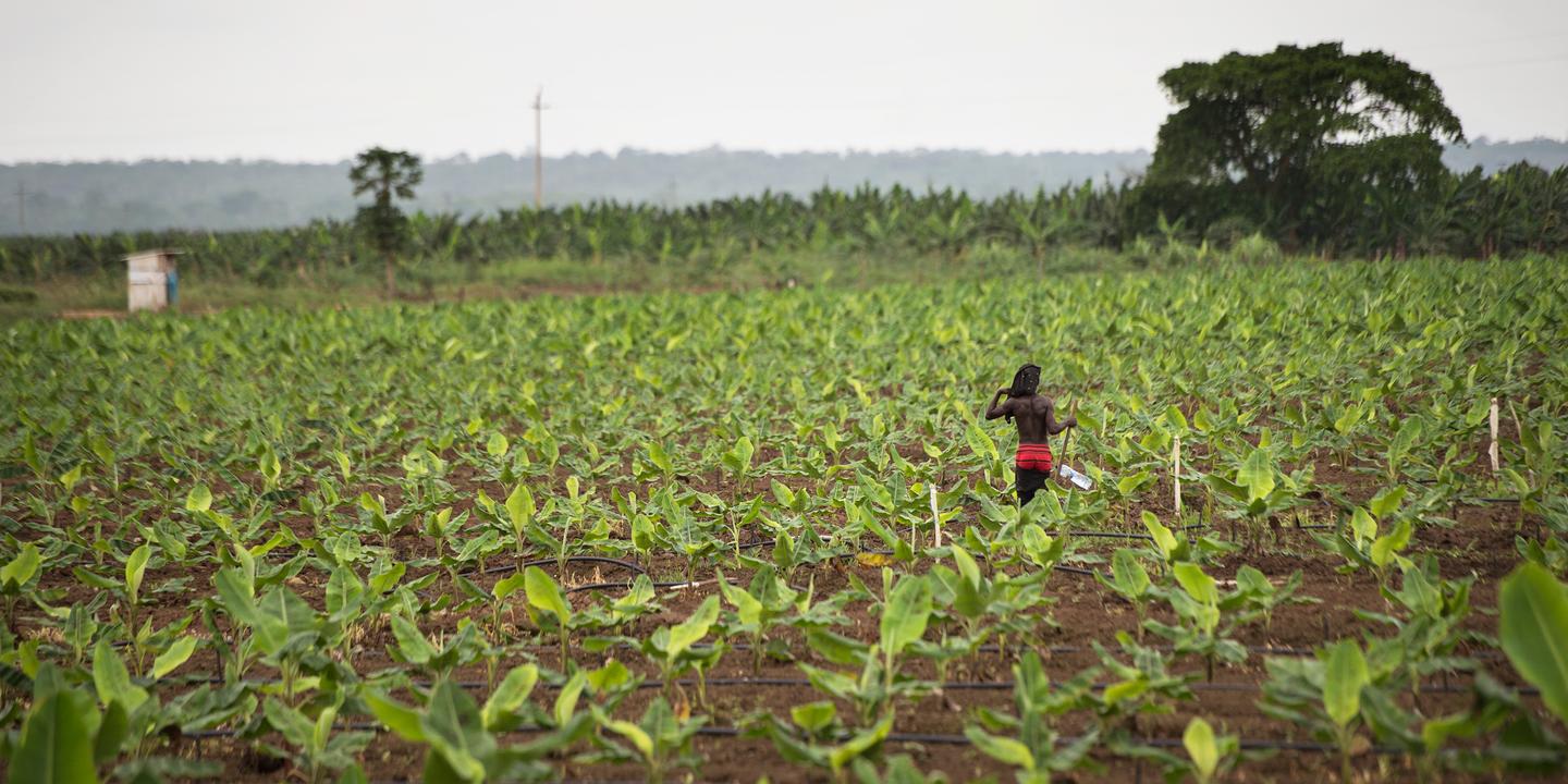 Agriculture « L’Afrique aussi doit consommer local