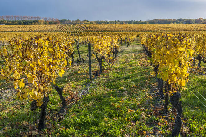 « En France, nos plus anciens cépages sont désormais sauvegardés dans des conservatoires pour ne pas voir s’éteindre les variétés locales et notre patrimoine génétique viticole » (photo : vignes du château Guiraud, en Gironde).