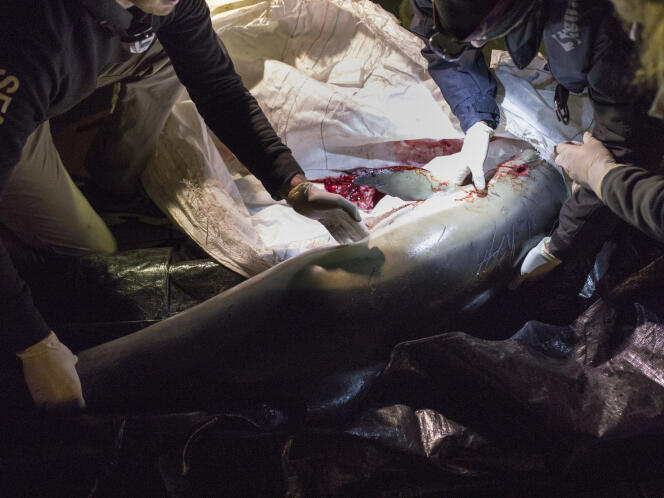 Le corps d'un dauphin trouvé mort en mer est déposé sur le port de La Rochelle, le 27 février, afin de sensibiliser le public.