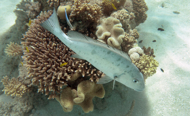 Les poissons peuvent fuir le réchauffement de leur écosystème. Ce n’est pas le cas des espèces non mobiles, comme le corail.