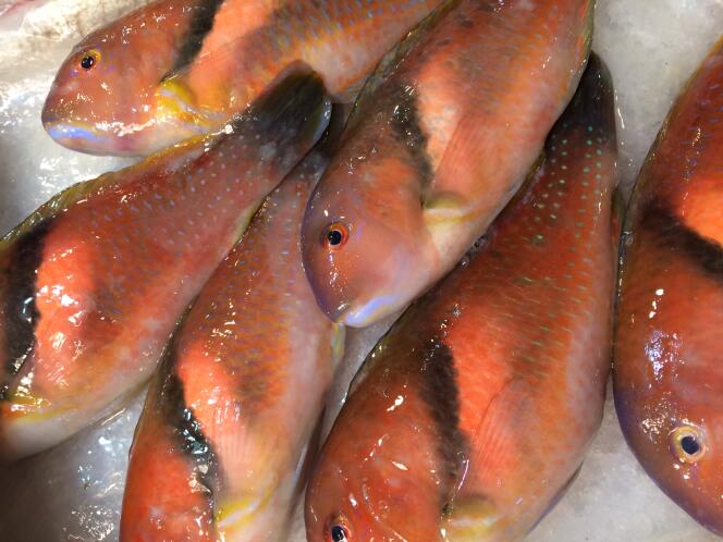 Crevettes, poissons, coquillages… beaucoup d’échoppes vendent des produits de la mer.