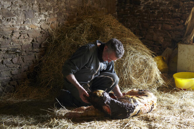 L’éleveur s’occupe du nouveau-né, qui est en bonne santé.