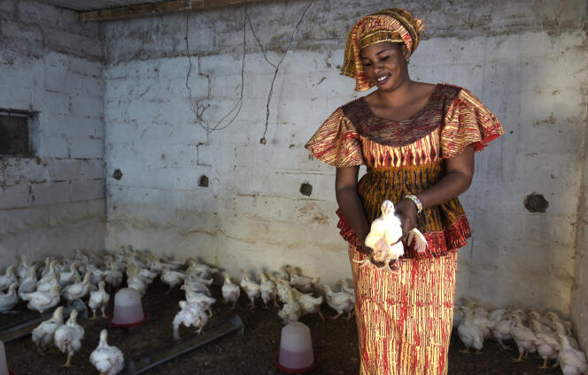 Une éleveuse de poulets à Grand-Mbao, en banlieue de Dakar (Sénégal), en mars 2017.