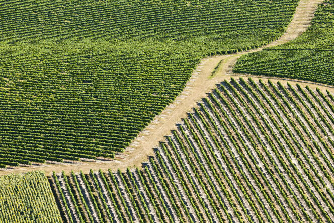 Un vignoble en Charente : l’appellation cognac a obtenu l’autorisation de planter 3 474 hectares supplémentaires en 2019.