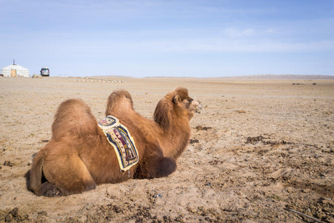 Dans le désert de Gobi, en Mongolie.