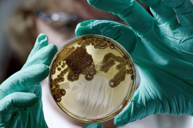 Des cultures de micro-organismes créées dans une boîte de Petri.